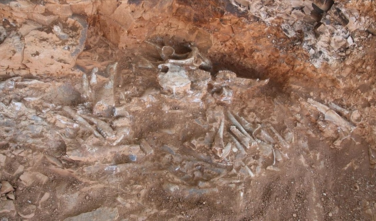 240 milyon yıllık “ejderhanın“ bütün haldeki fosili bulundu