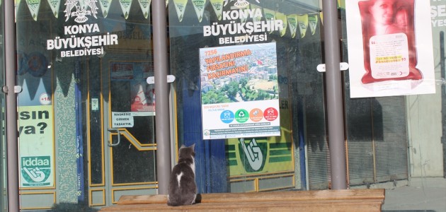  Karapınar'da Otobüs Durağındaki Kedi Gülümsetti
