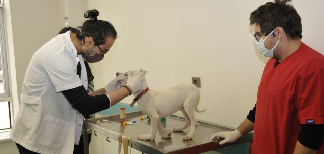  Selçuk Üniversitesi Küçük Hayvan Hastanesinde Çok Sayıda Hayvan Tedavi Etmeyi Amaçlıyor