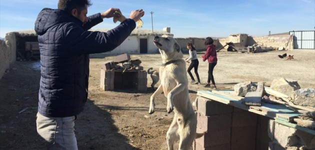  Konya Büyükşehir'den Sokak Köpeklerine Bakım Desteği