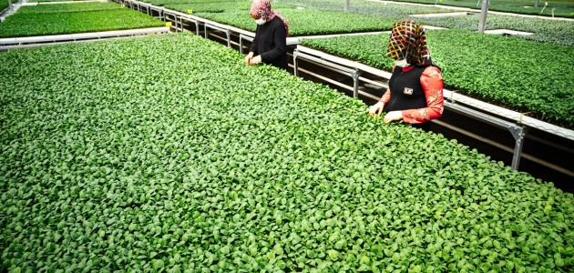  Konya'da Sebze Üreticisi İklime Uygun Fideyle Pazara 