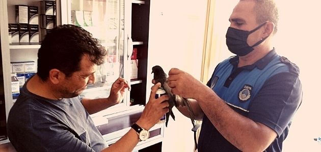  Yaralı güvercinler tedavi edildi 