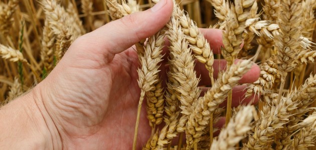  Ekmeklik Kırmızı Sert Buğdayın Kilogramı 2,484-2,889 Liradan İşlem Gördü