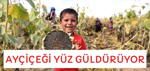  Konya Ovası'nda yağlık ayçiçeği verimiyle çiftçinin yüzünü güldürüyor