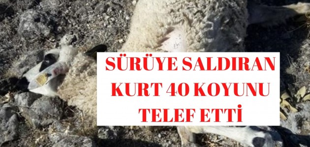  Konya'da sürüye saldıran kurt, 40 koyunu telef etti