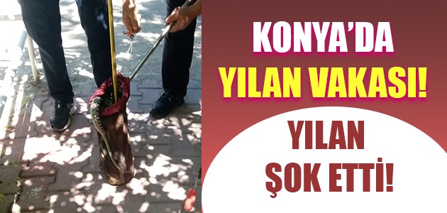  KONYA’DA YILAN VAKASI!