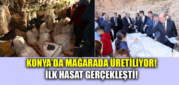  KONYA’DA MAĞARADA ÜRETİLİYOR! İLK HASAT GERÇEKLEŞTİ!