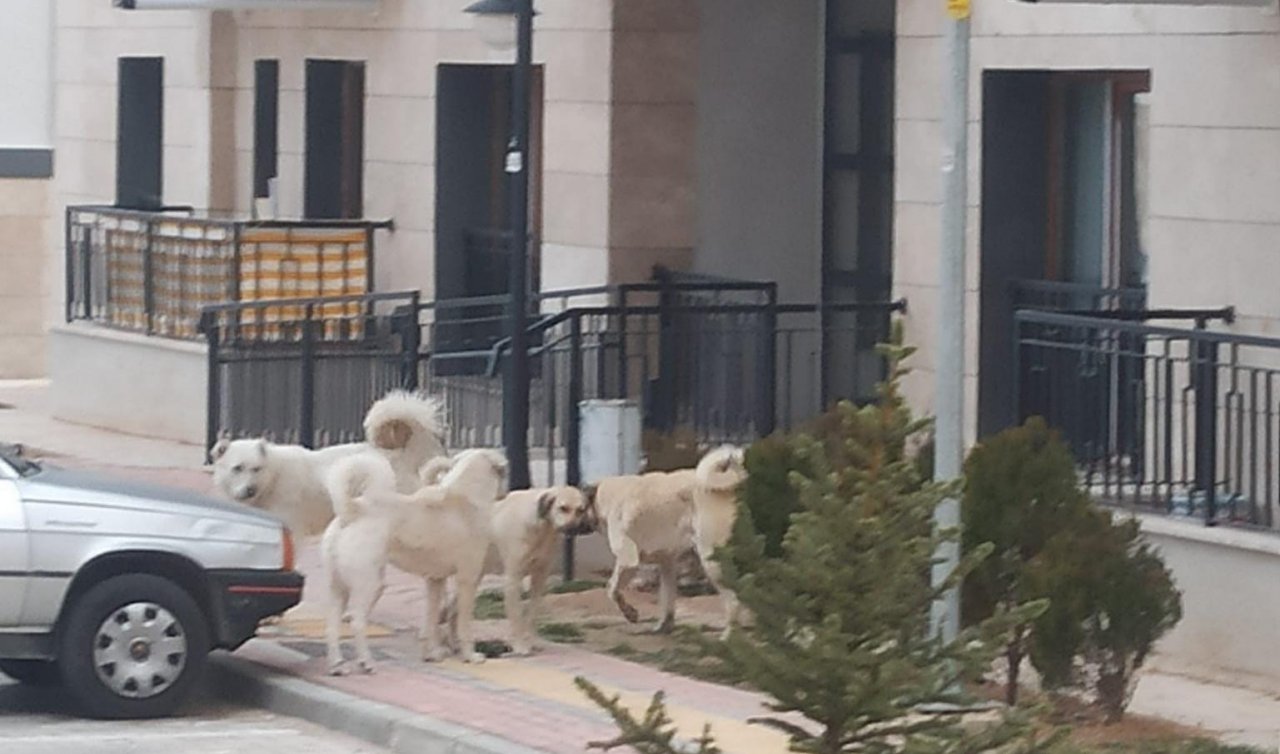  Konya Ardıçlı Toki’de başıboş köpekler korkutuyor