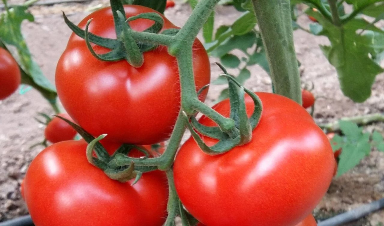 Bu yöntemle kasa kasa domates toplamak mümkün!