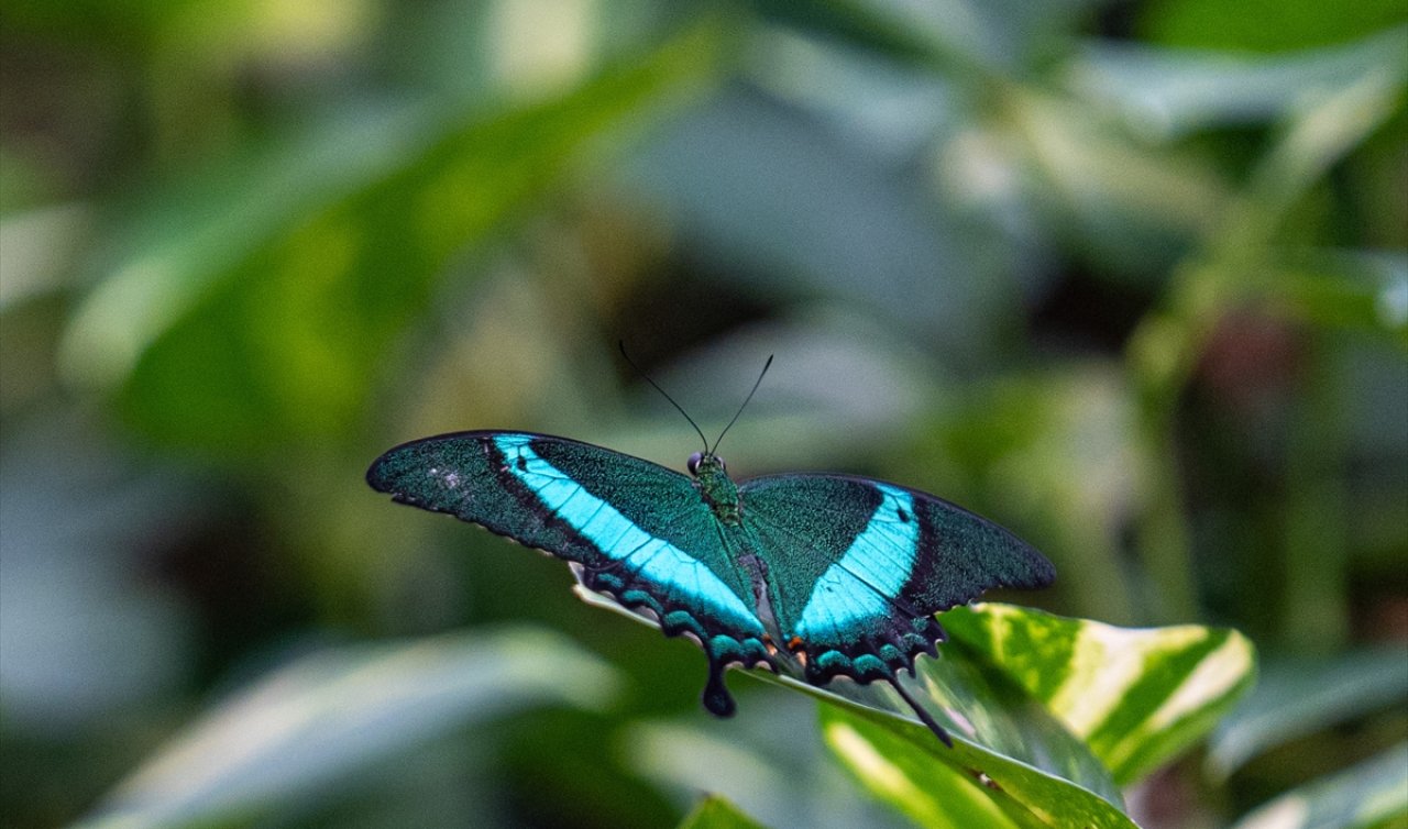 60 türden binlerce kelebeğe ev sahipliği yapan Konya Tropikal Kelebek Bahçesi’nde masalsı yolculuk