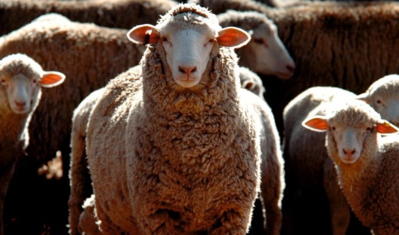 Konya’da 18 koyunu çalıp hayvan pazarında satarken yakayı ele verdi