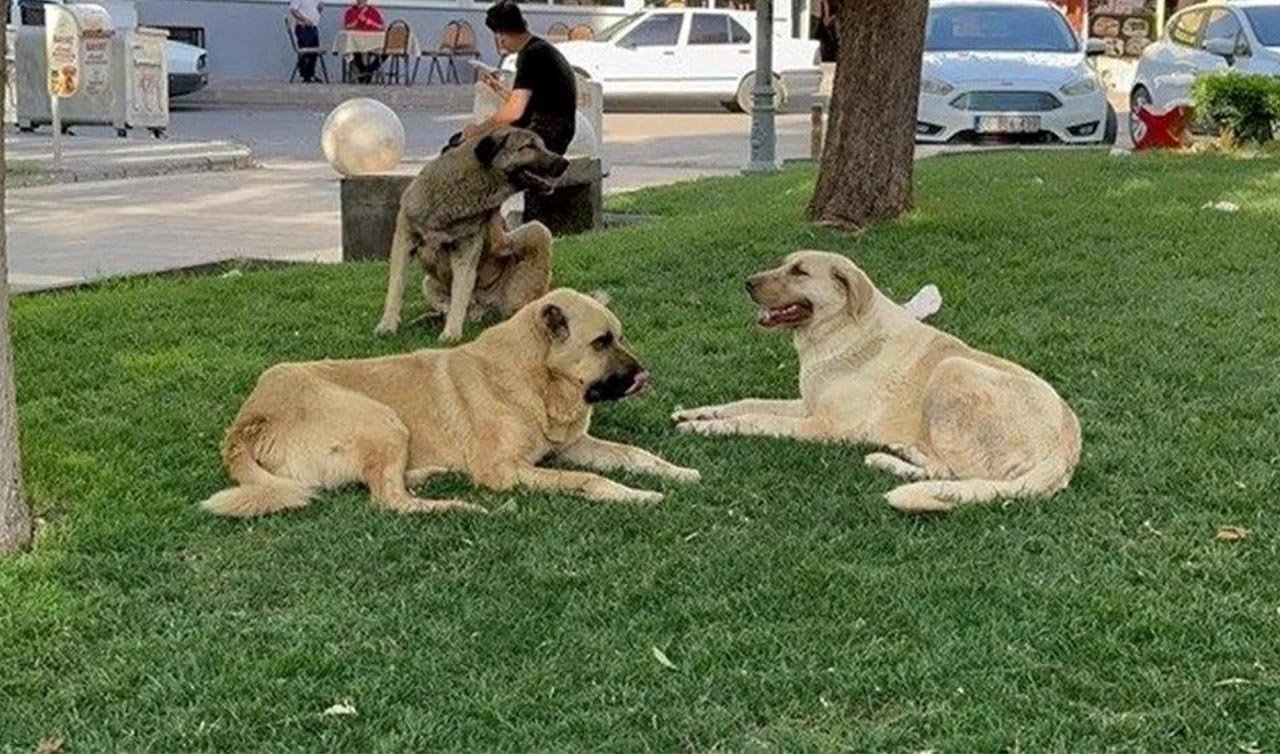  Konya’da 2 kişi parkta başıboş gezen köpeklerin saldırısına uğradı