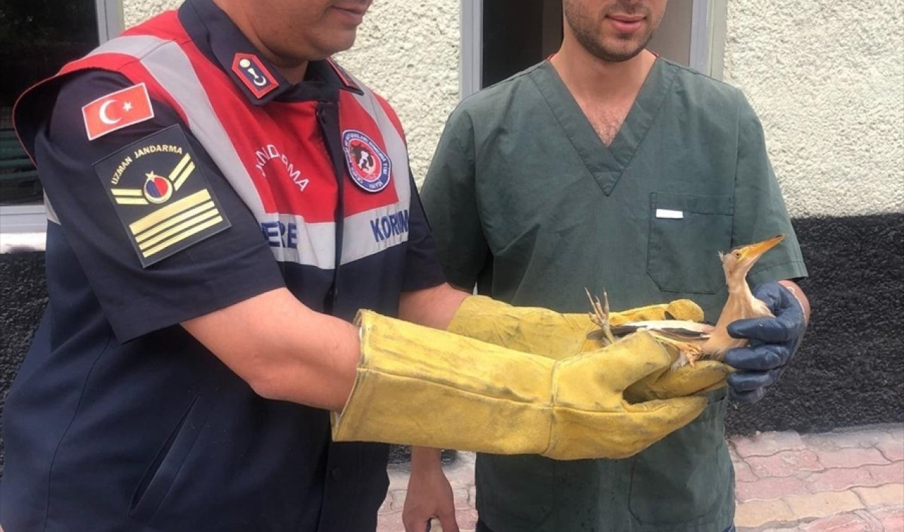  Konya’da yaralı bulunan balaban kuşu tedavi altına alındı