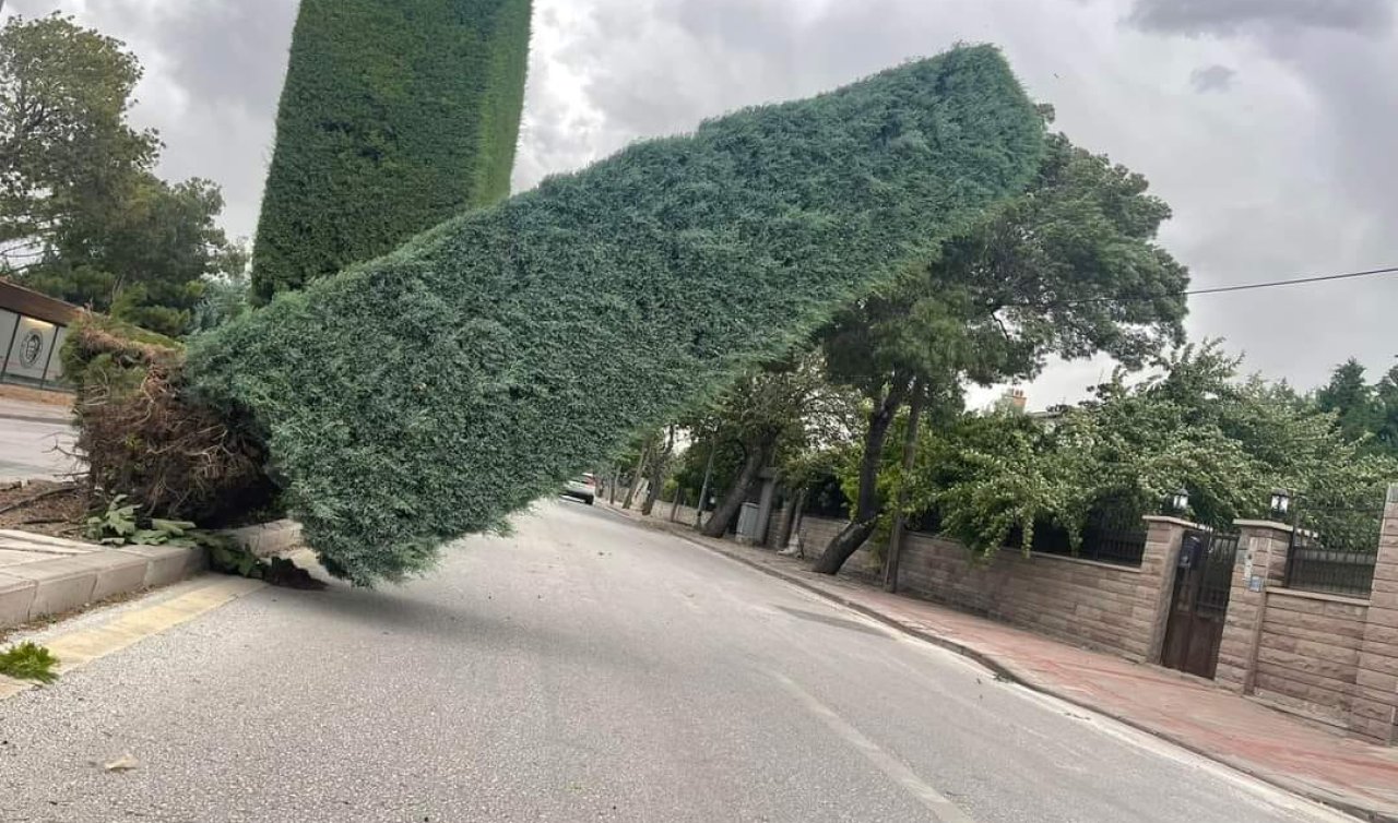  Konya’nın meşhur ağaçları yıkıldı!