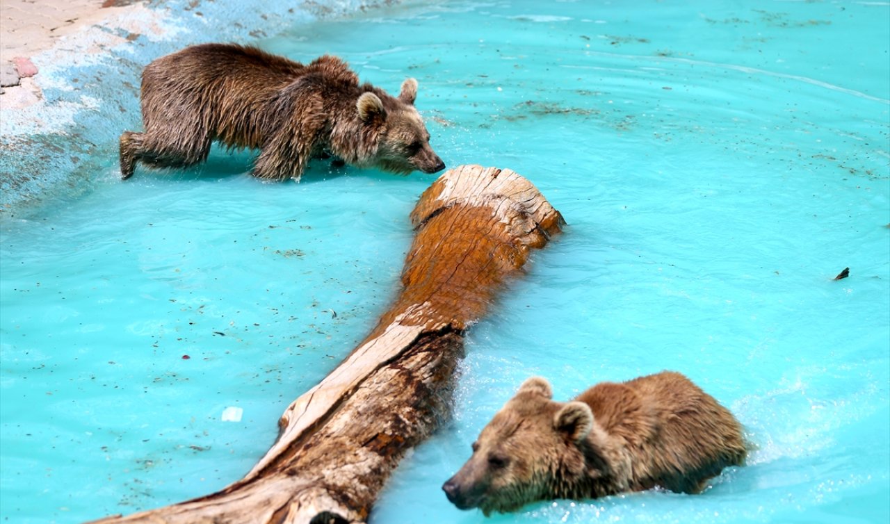 Konya’da koruma altındaki kardeş ayıların rahatı için her şey düşünülüyor