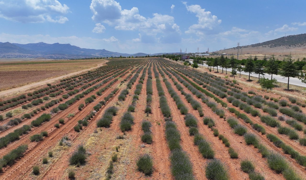 Konya’da susuz tarım yapılan o ürünün hasadı başladı! Tam 2 milyon adet dikildi!