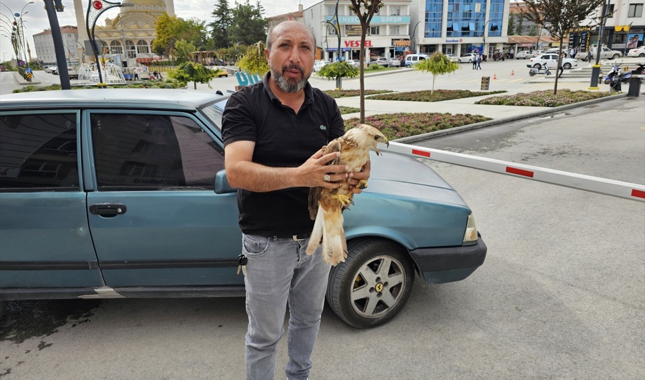  Konya’da yaralı şahin tedavi ediliyor!