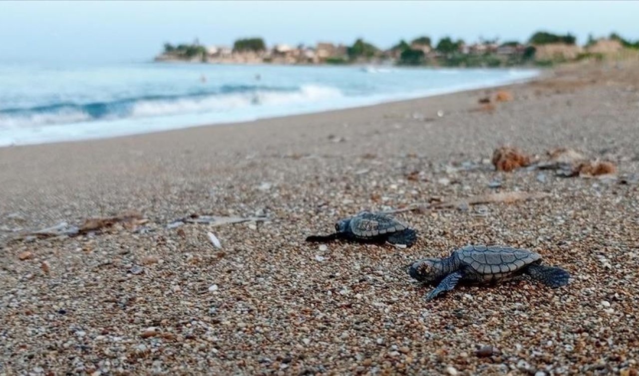  Binlerce deniz kaplumbağası denizle buluştu