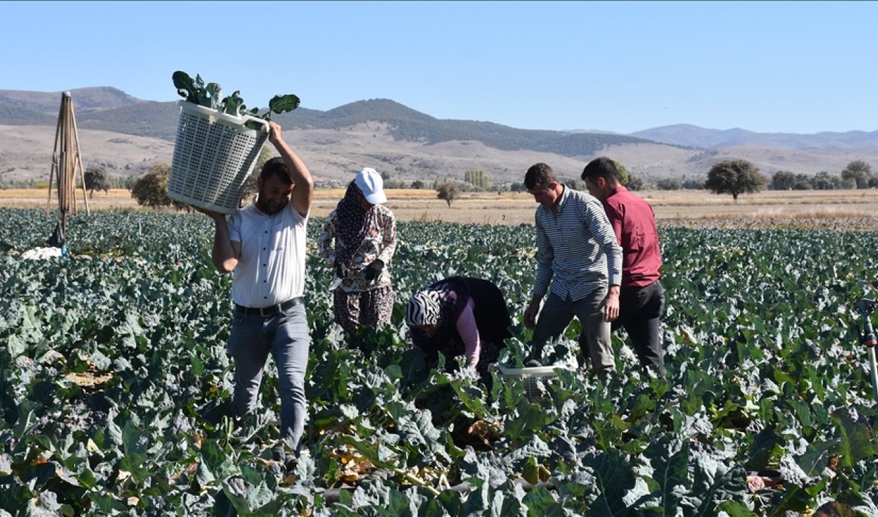  Devlet sayesinde ekilen brokoli belde üreticisine gelir kapısı oldu!