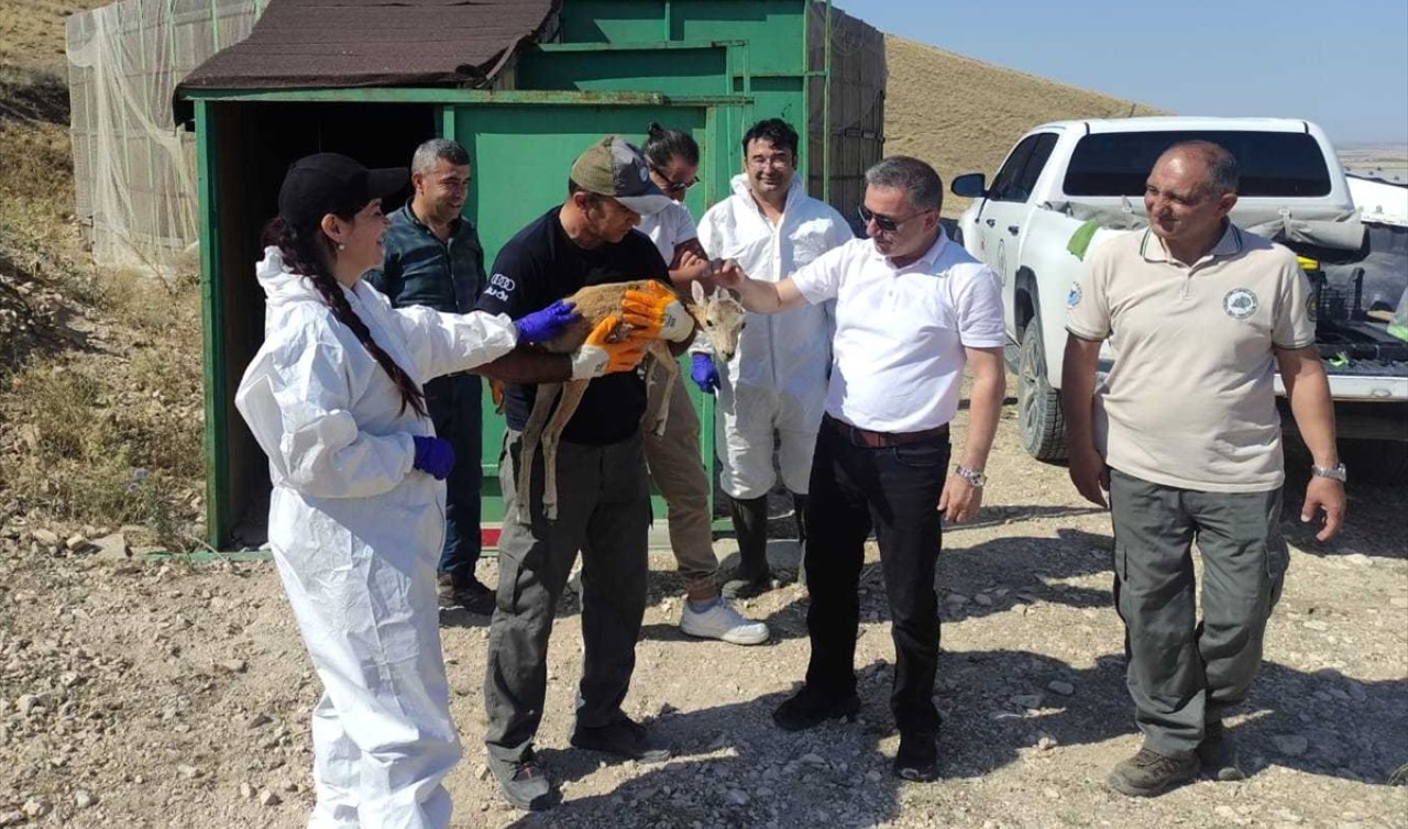 Anadolu yaban koyunlarına hastalık riskine karşı aşılama yapıldı!