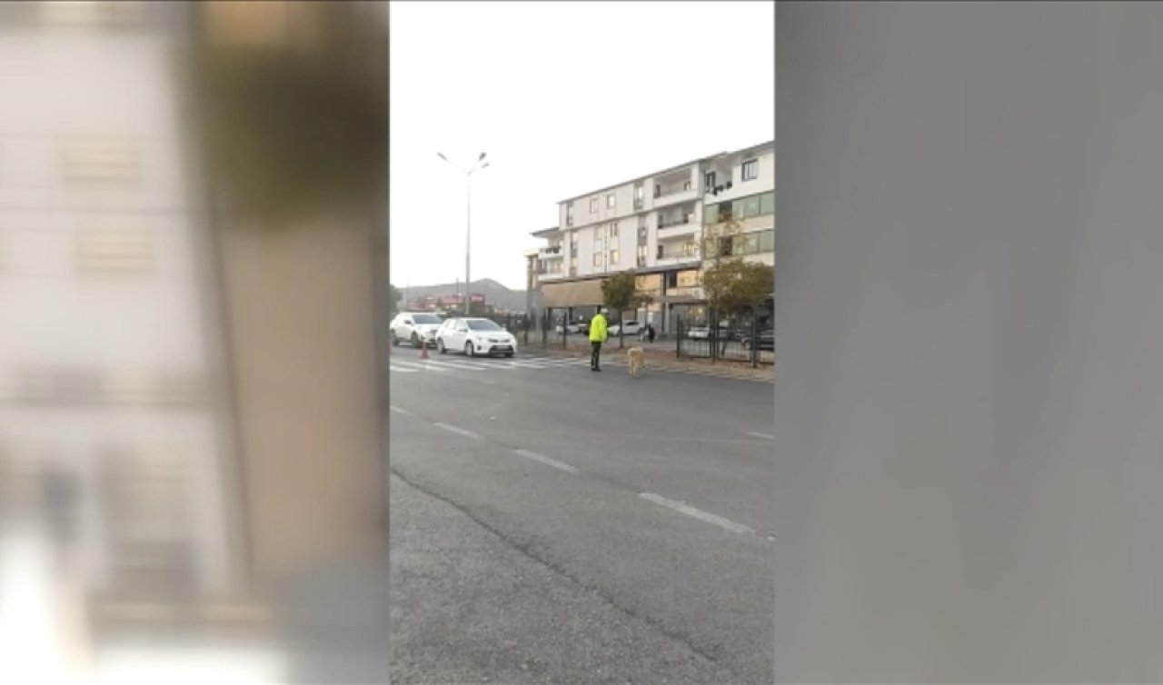  Trafik polisi, yolun karşısına geçmeye çalışan köpek için trafiği durdurdu