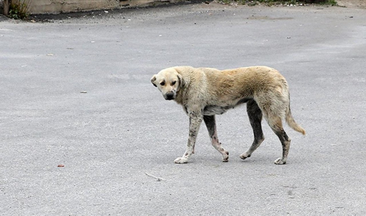 Ekmek almaya giden çocuğa köpekler saldırdı!